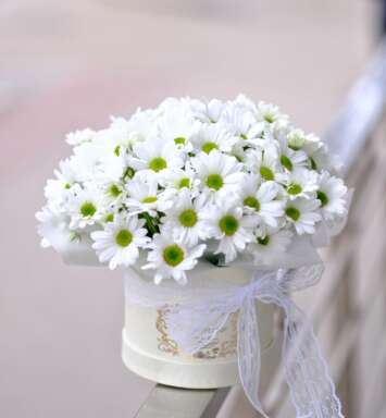 Cutie medie cu crizantema romanita alba